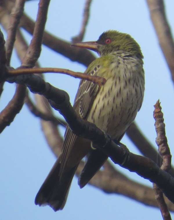 Olive-backed Oriole - ML226727491