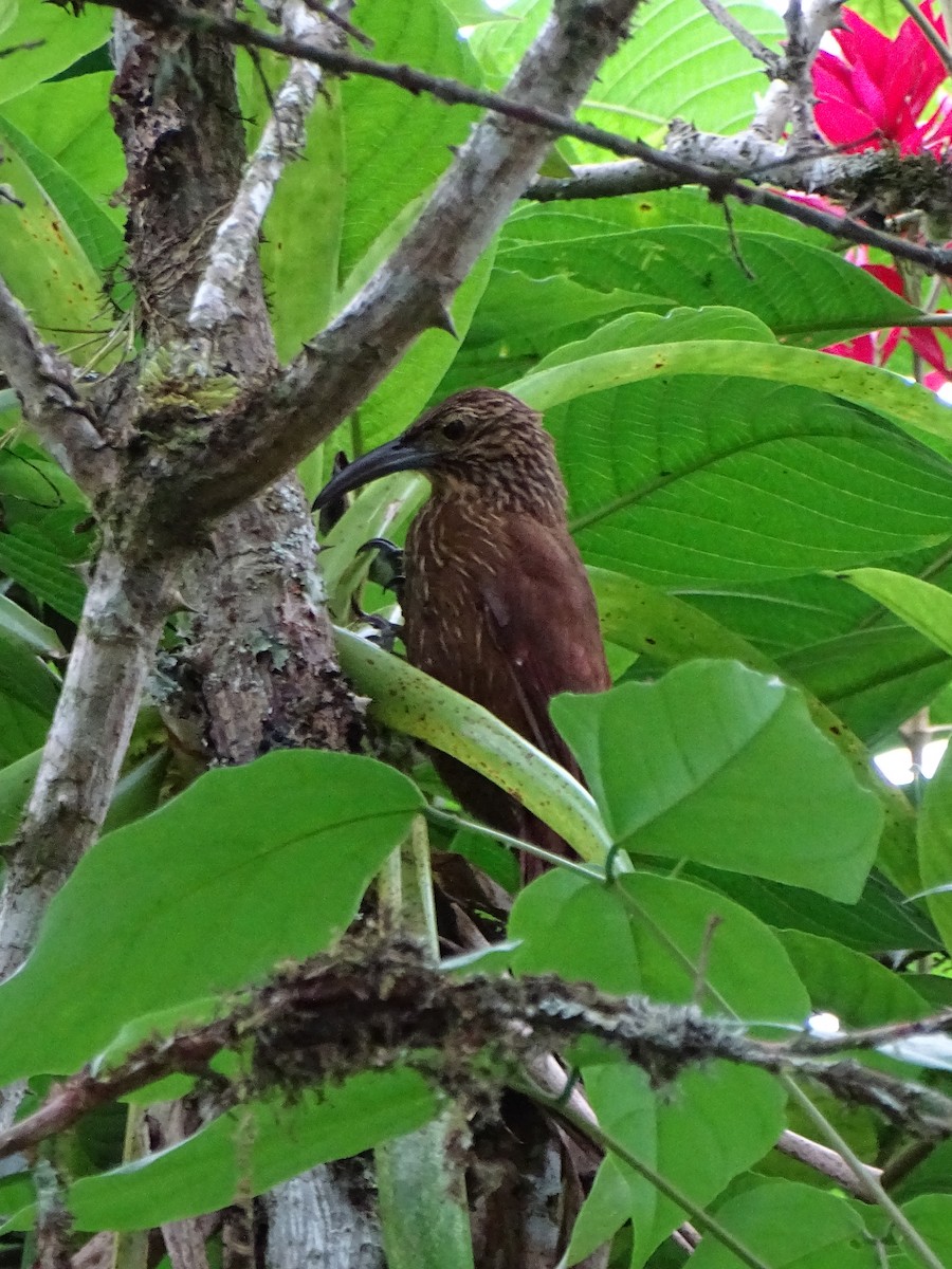 Strong-billed Woodcreeper - ML226727881