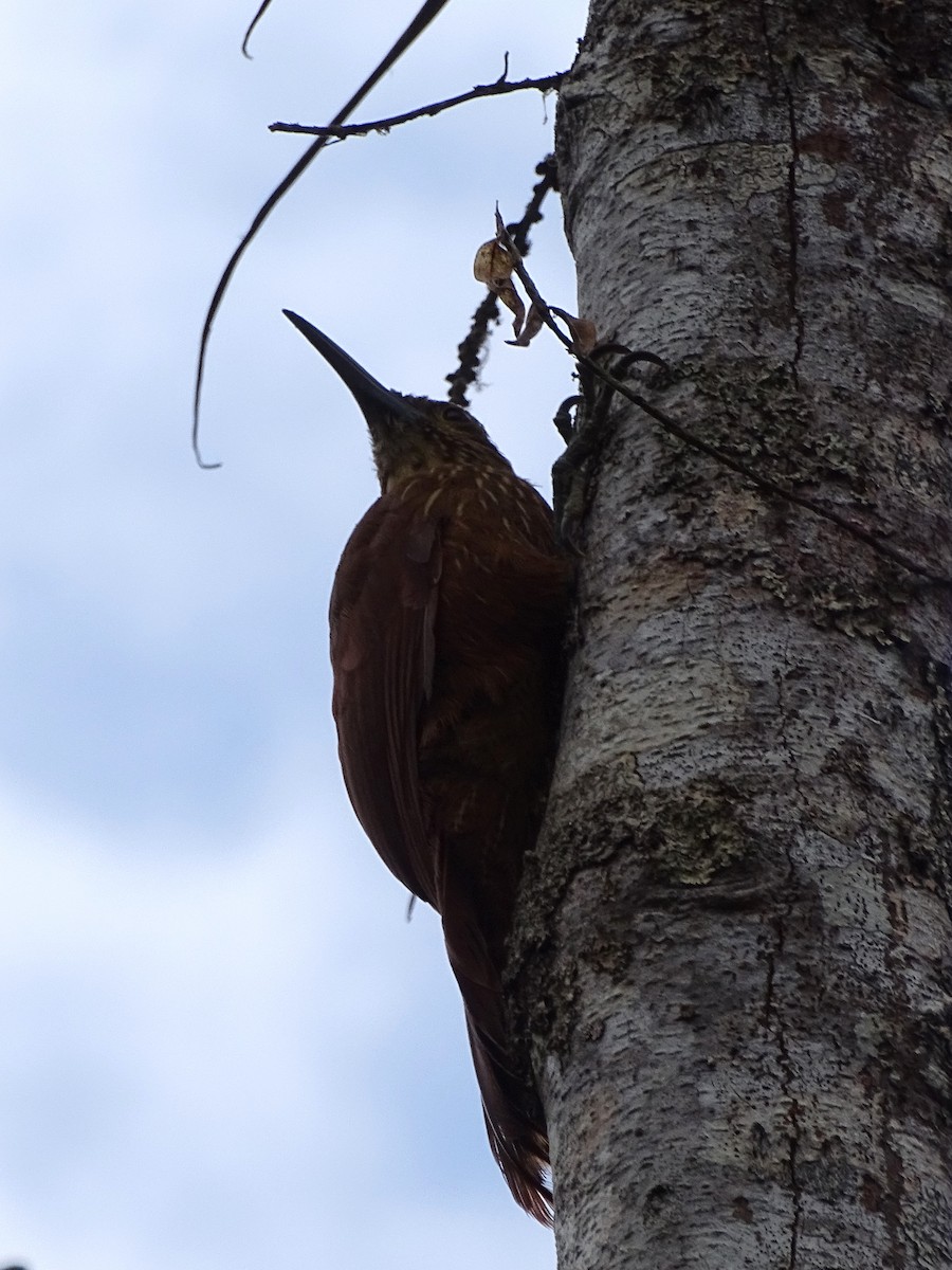 Strong-billed Woodcreeper - ML226728061