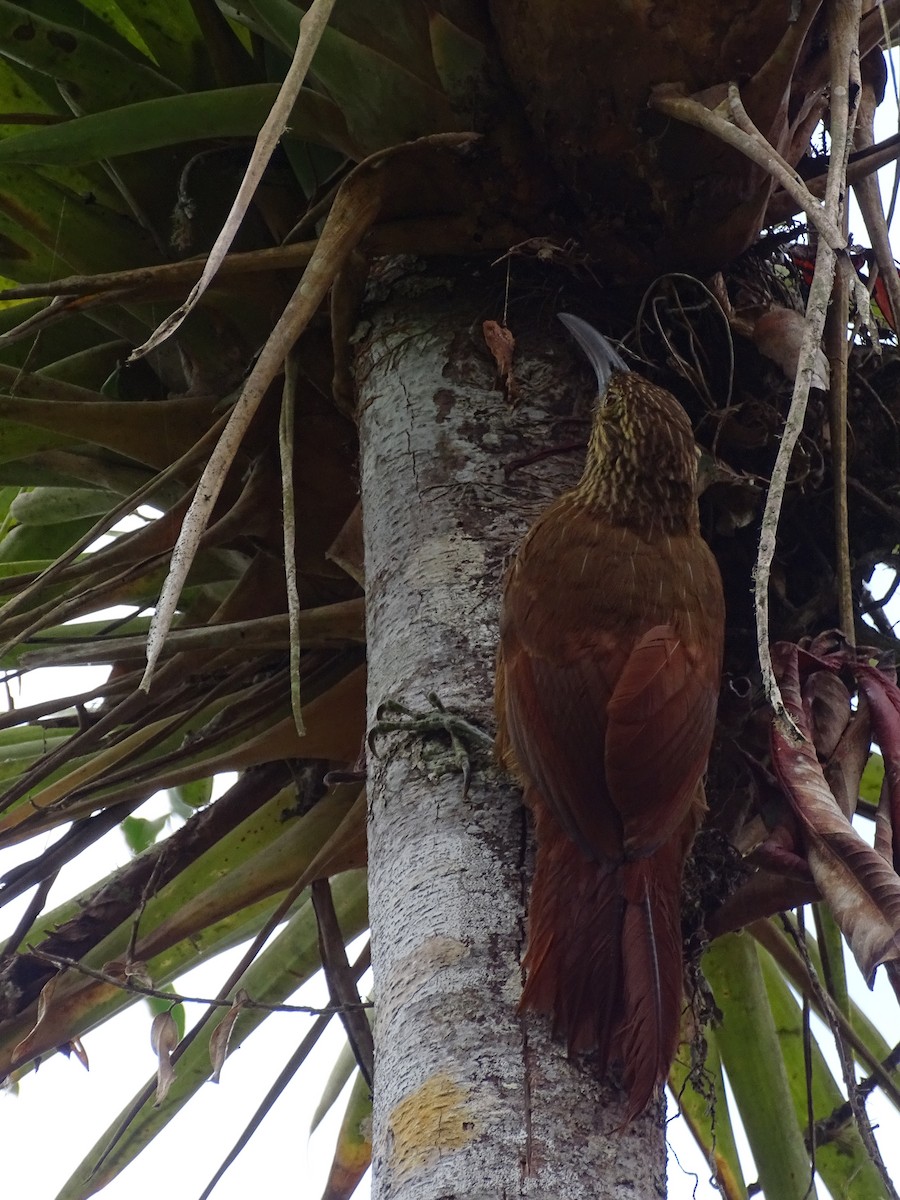 Strong-billed Woodcreeper - ML226728201