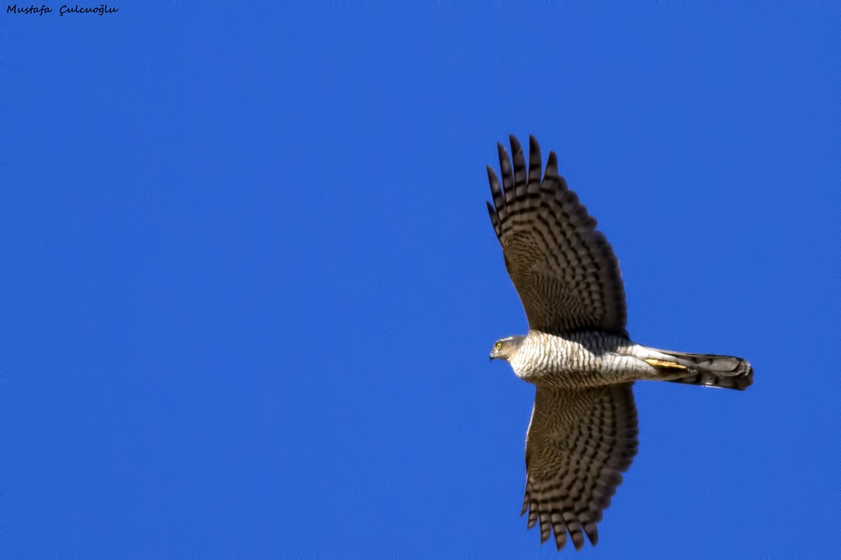 Eurasian Sparrowhawk - ML22672821