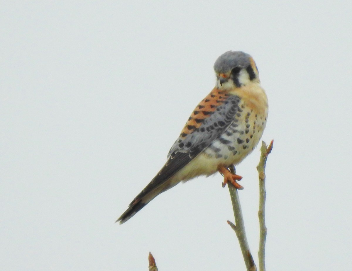 American Kestrel - ML226728341