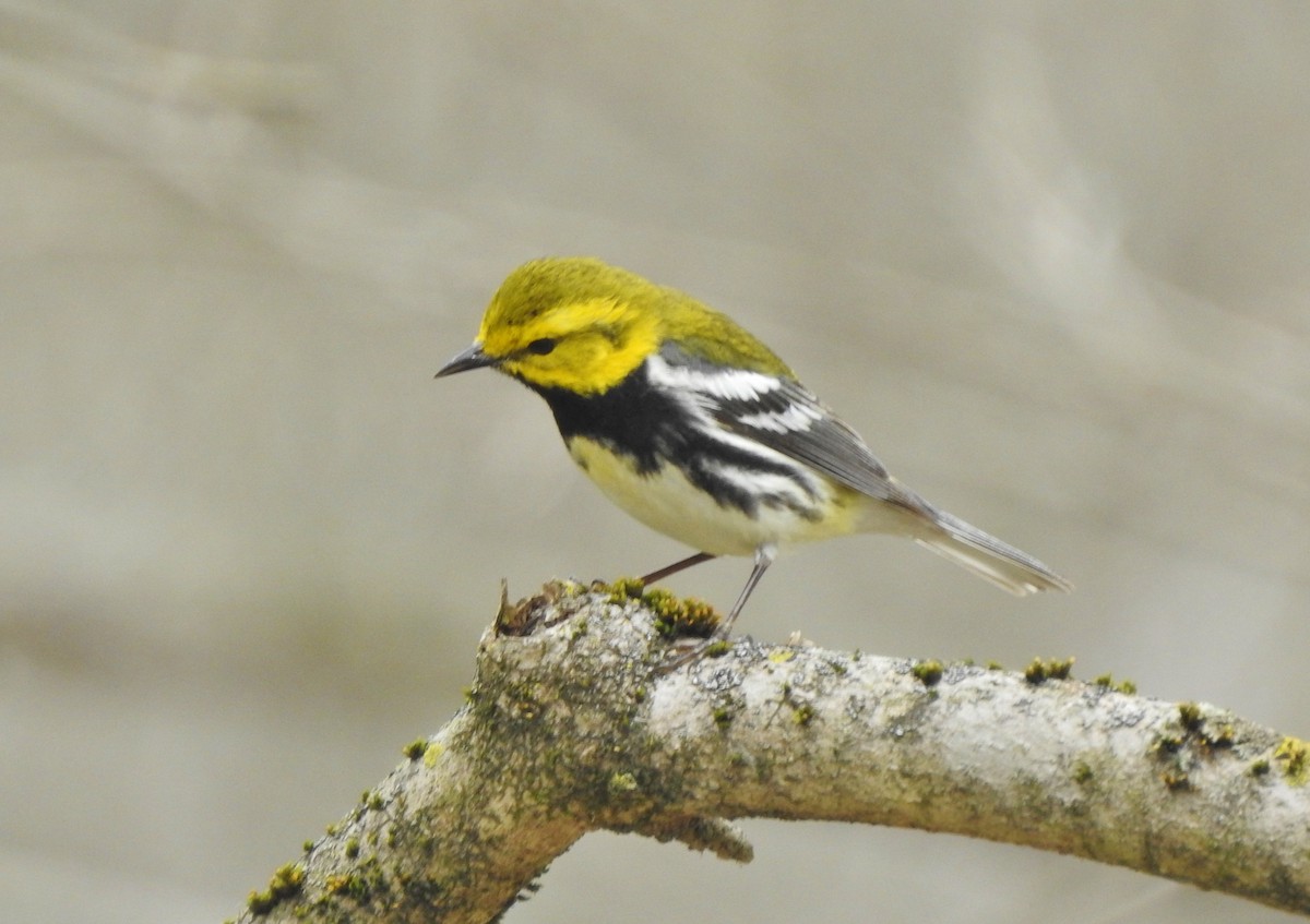 Black-throated Green Warbler - ML226728391