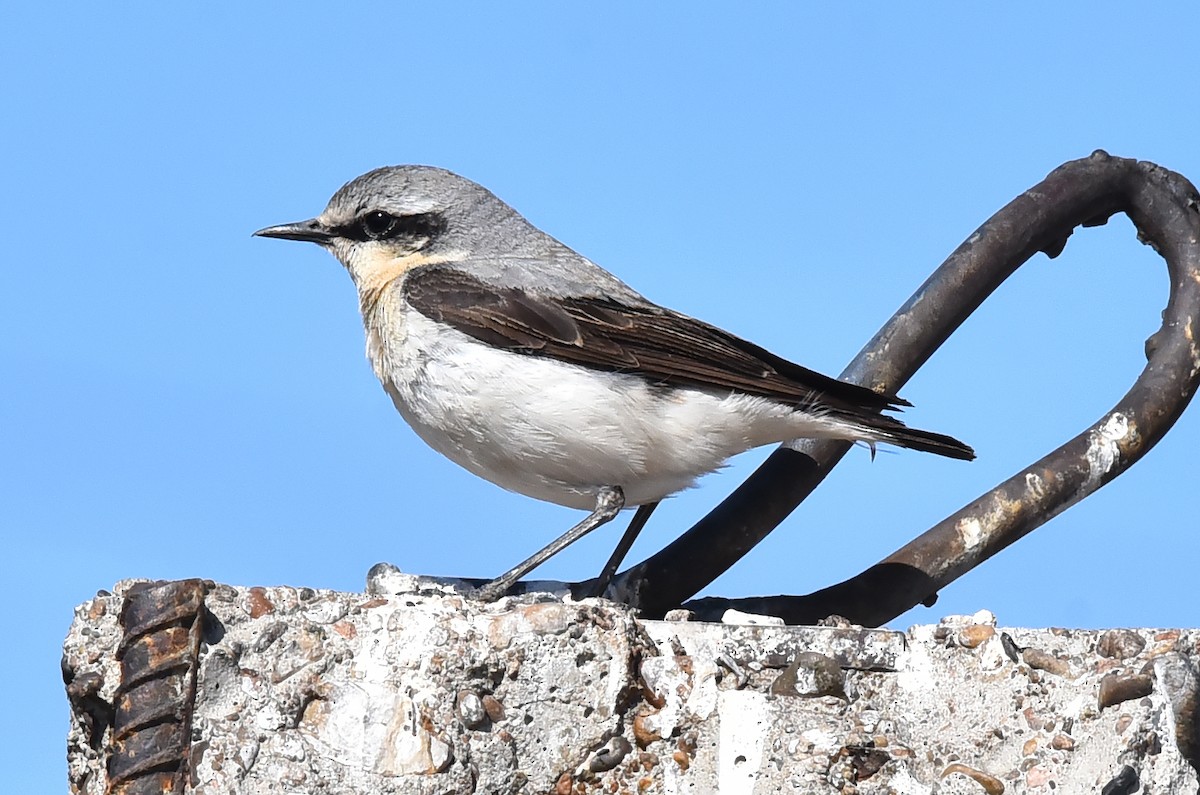 Northern Wheatear - ML226728441