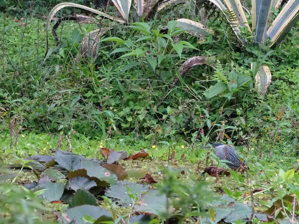 Striated Heron - ML226729421