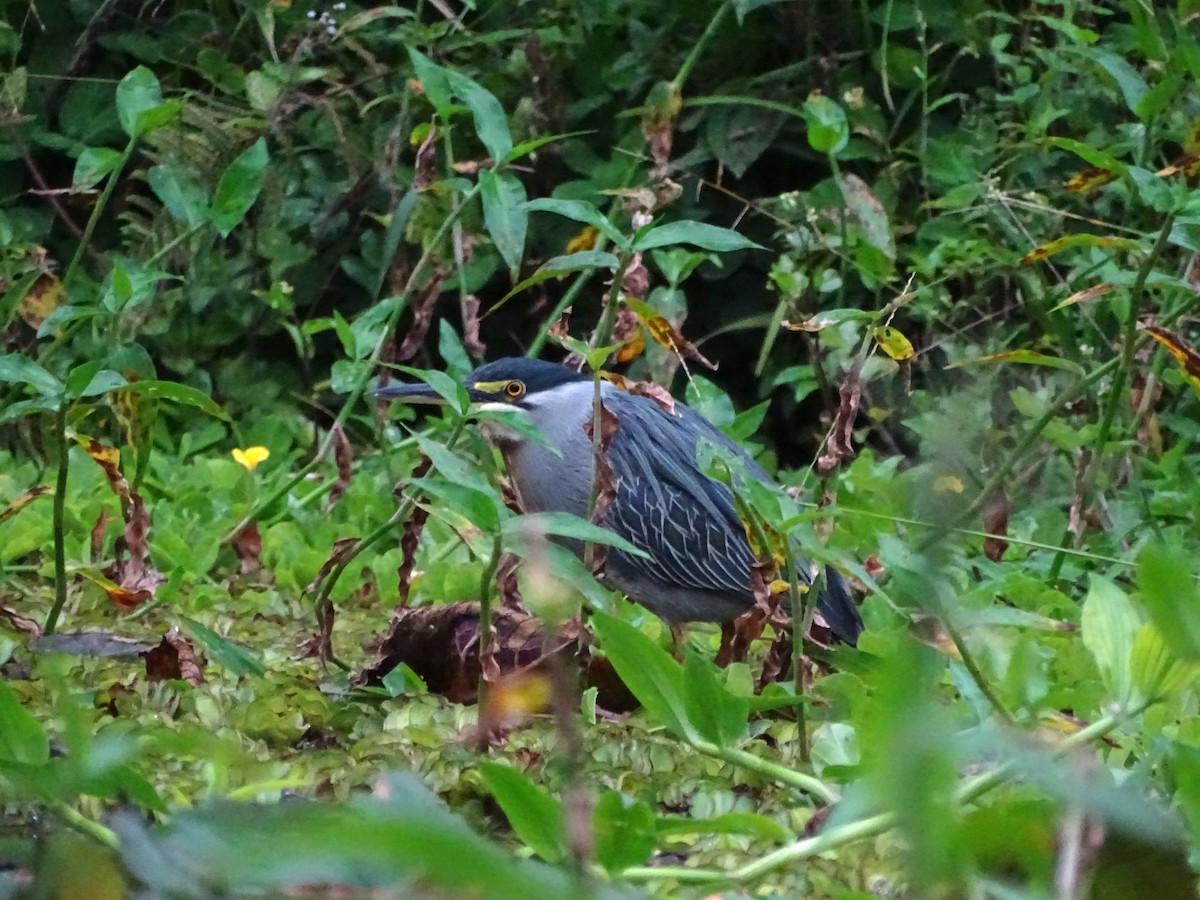 Striated Heron - ML226729731