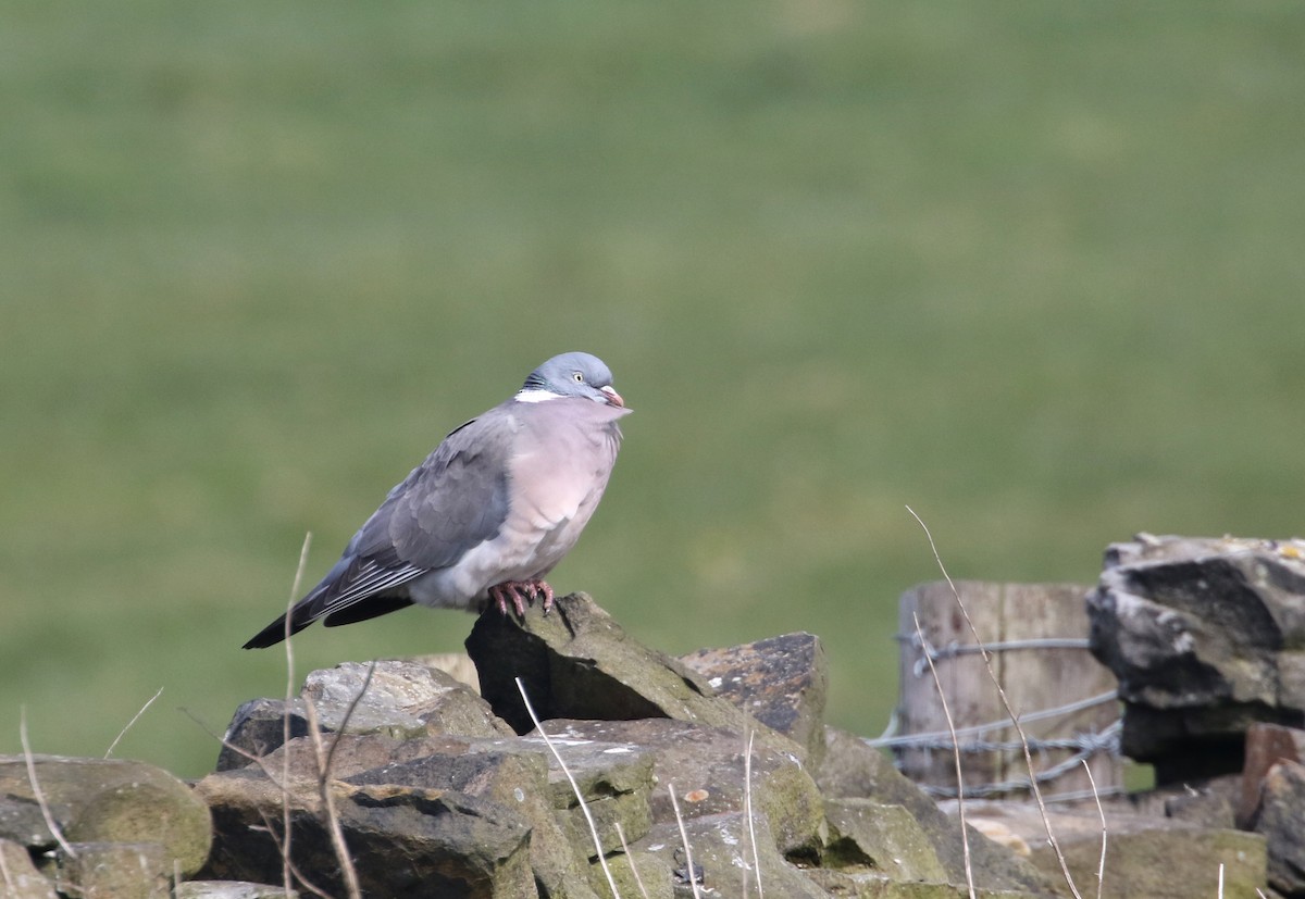 Common Wood-Pigeon (White-necked) - ML226729751