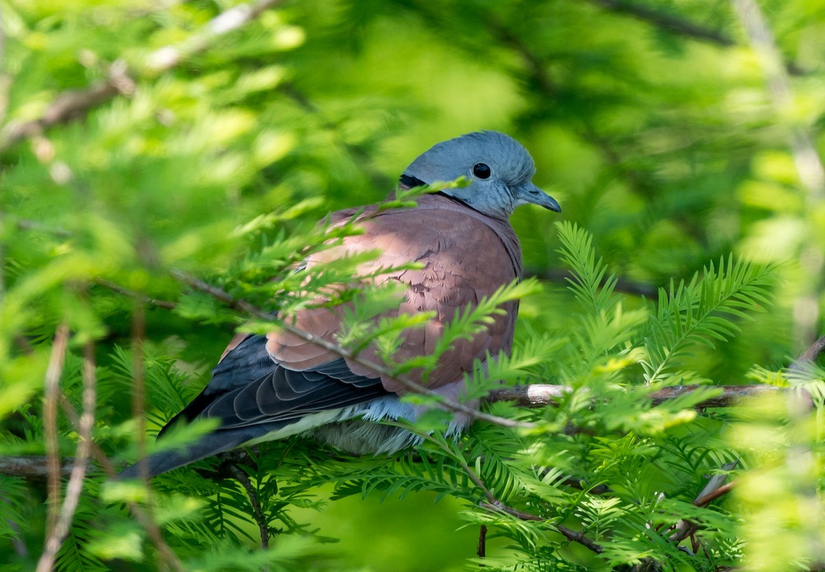 Red Collared-Dove - ML226729771