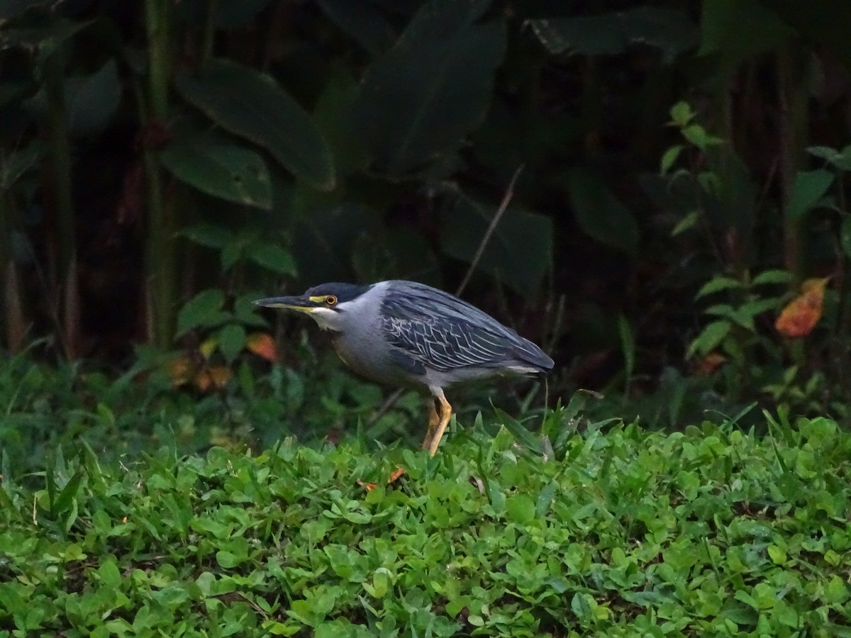 Striated Heron - ML226729781