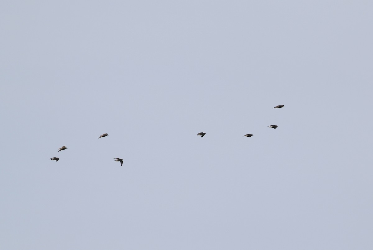 European Golden-Plover - ML226730031