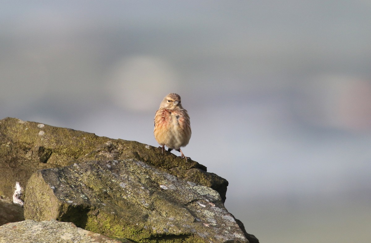 Eurasian Linnet - Daniel Branch