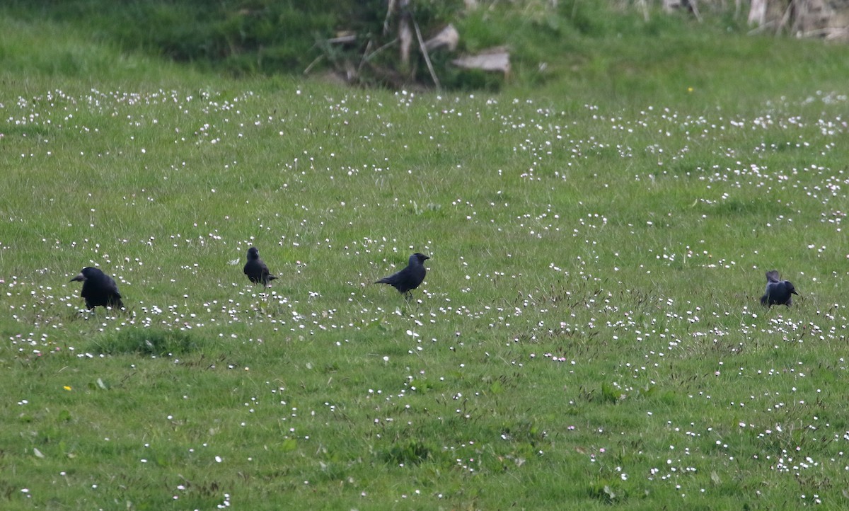 Eurasian Jackdaw - ML226730161