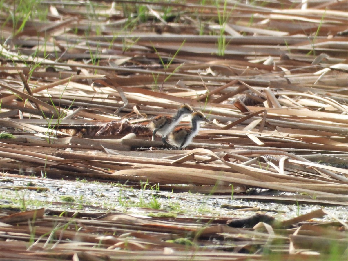 Bronze-winged Jacana - Ben Weil