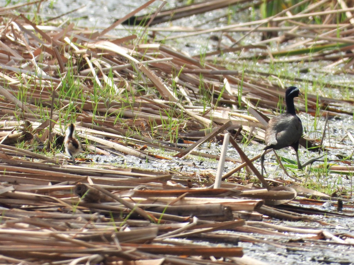 Bronze-winged Jacana - ML226730531