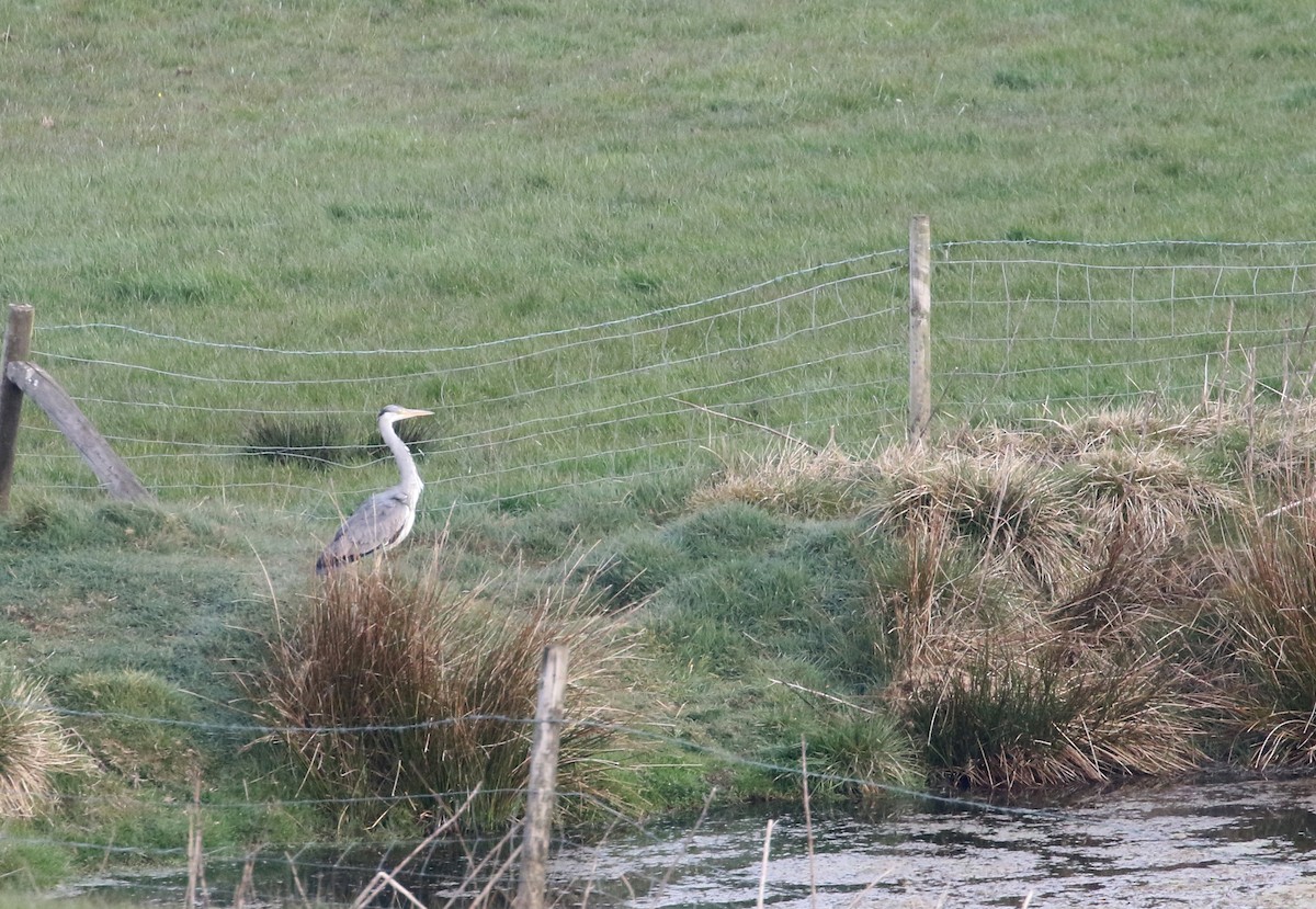 Gray Heron (Gray) - ML226730821