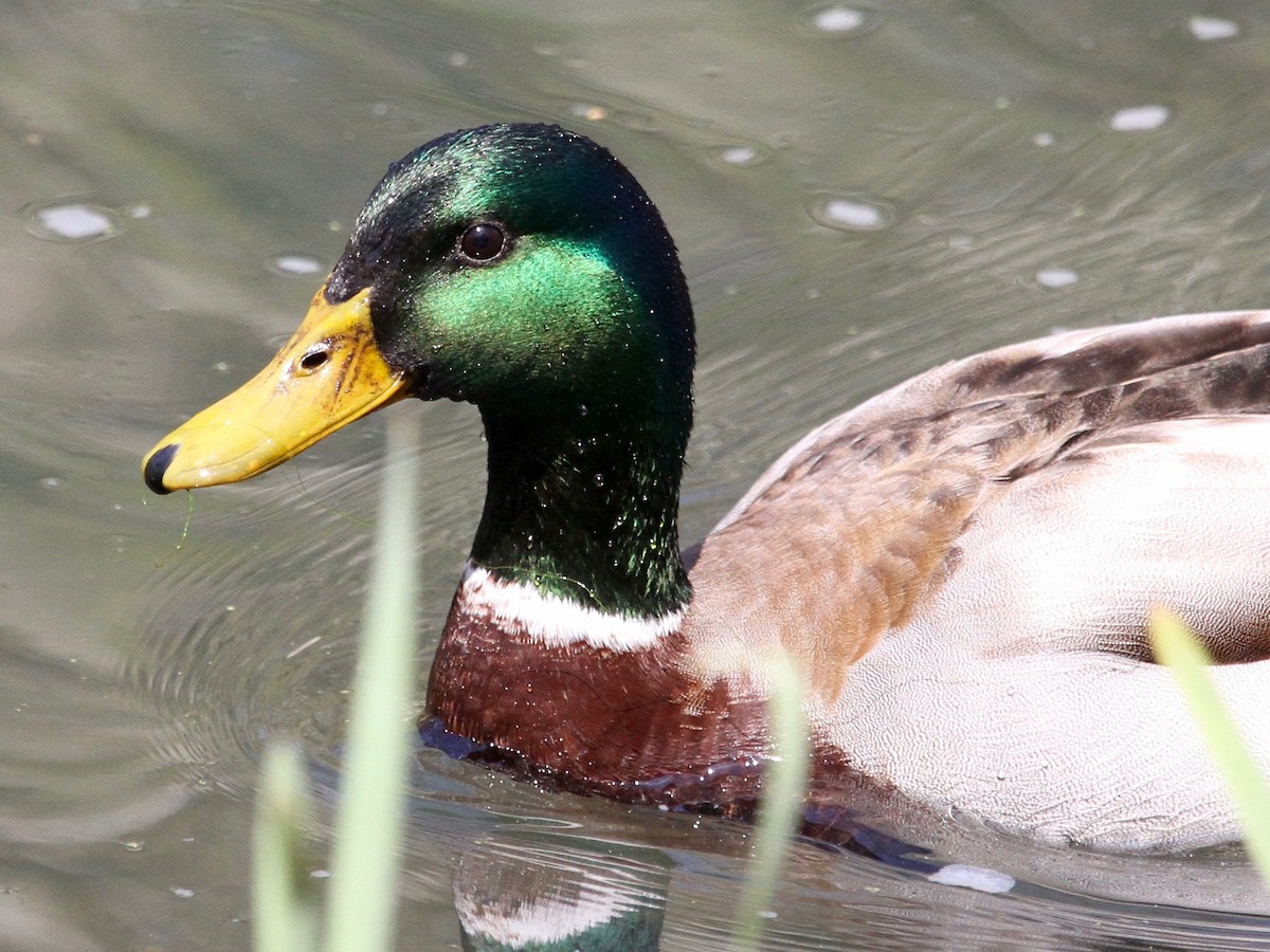 Mallard - Loyan Beausoleil