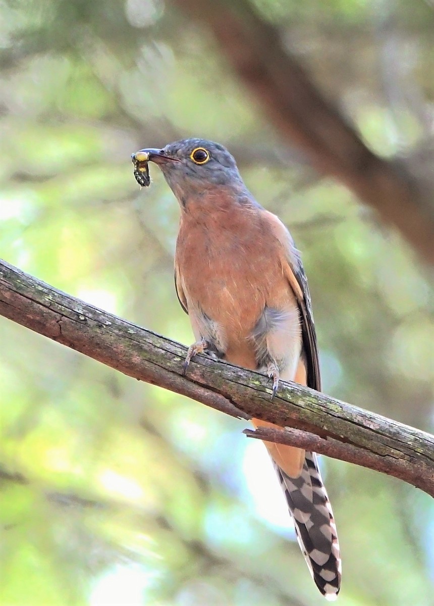 Fan-tailed Cuckoo - ML226731701