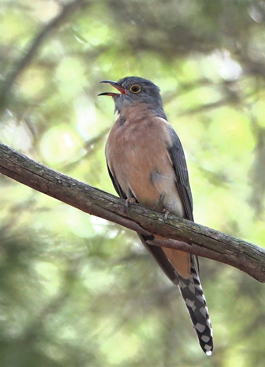 Fan-tailed Cuckoo - ML226731761