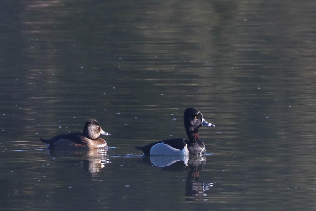 Ring-necked Duck - ML226732441