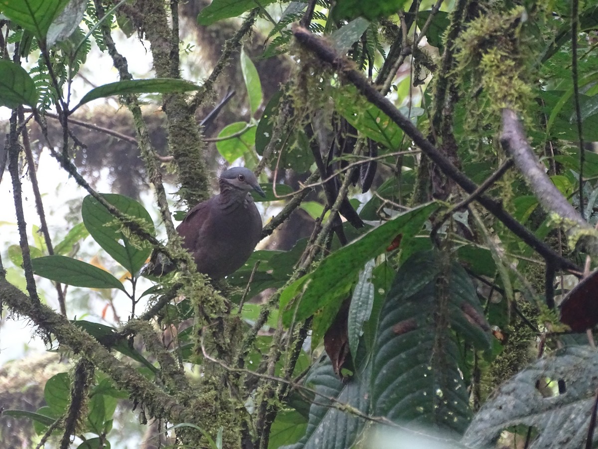 White-throated Quail-Dove - ML226734241