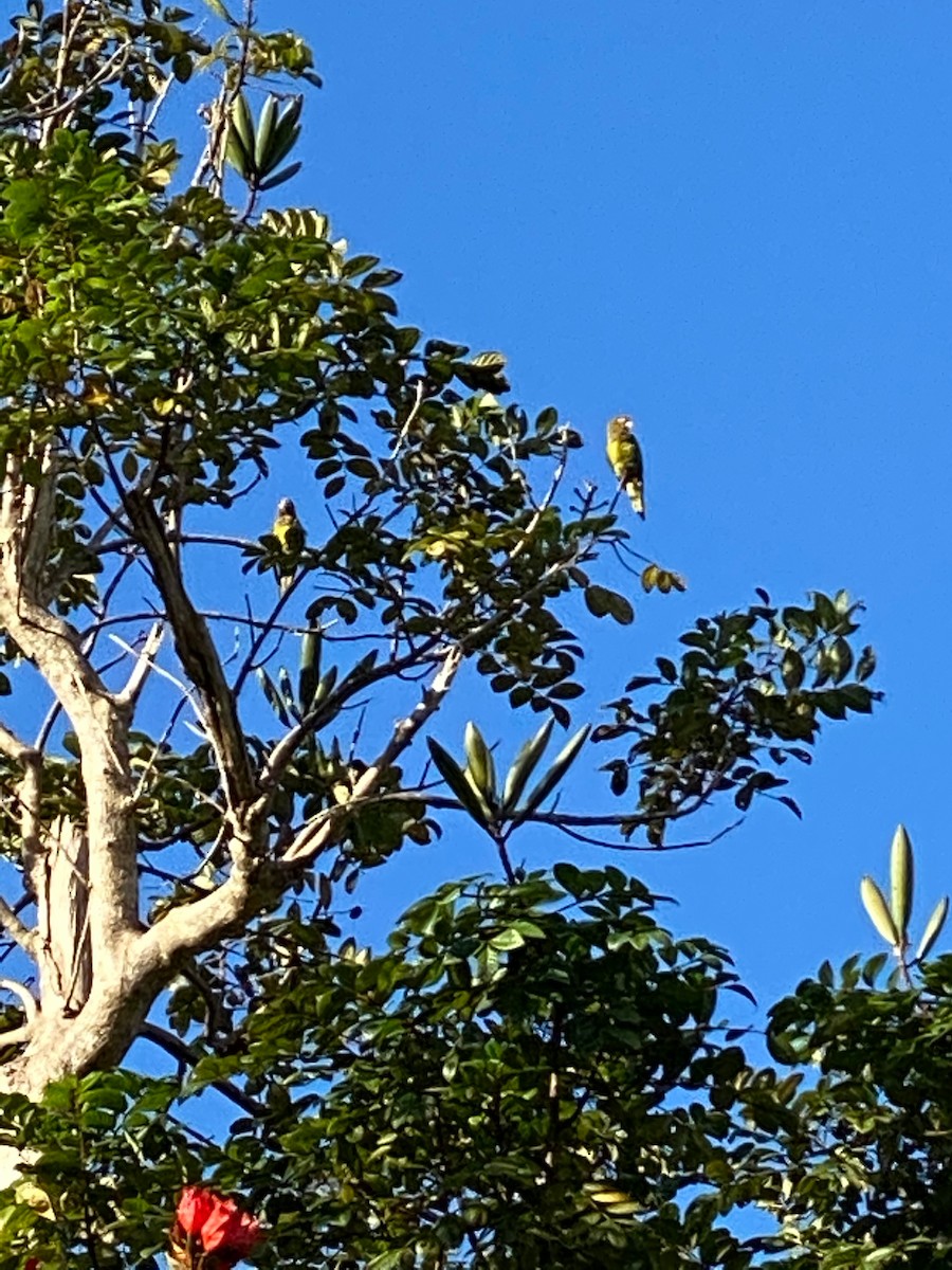 Orange-fronted Parakeet - ML226735361