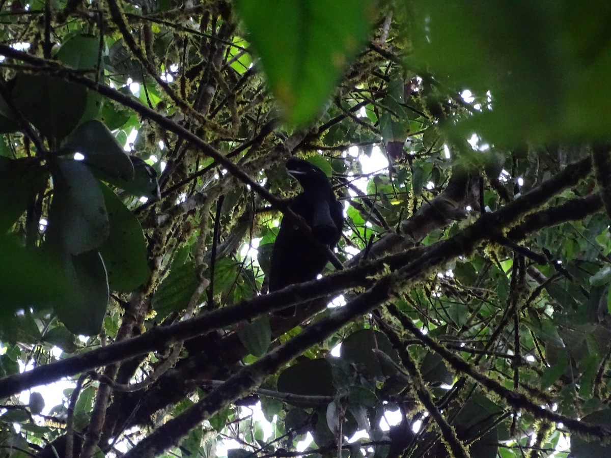 Long-wattled Umbrellabird - ML226738101