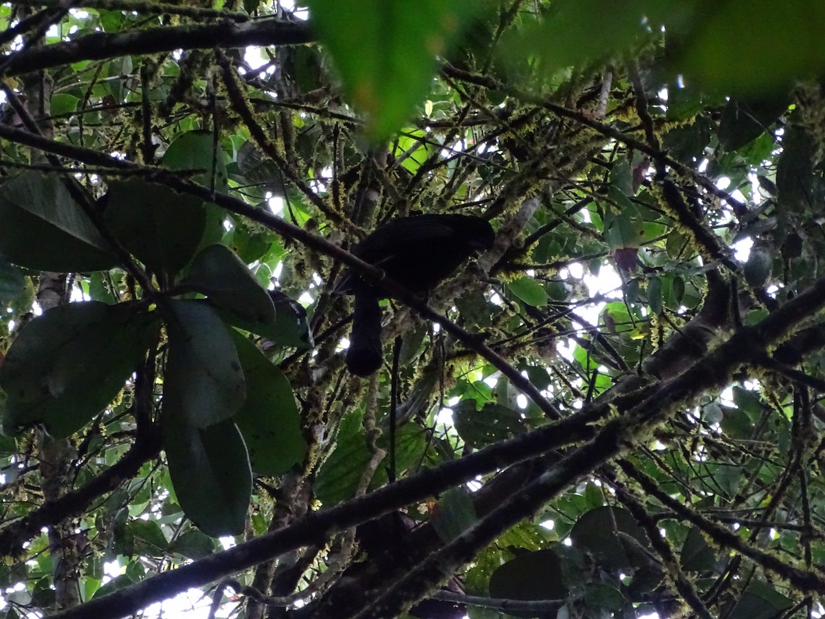 Long-wattled Umbrellabird - ML226738111