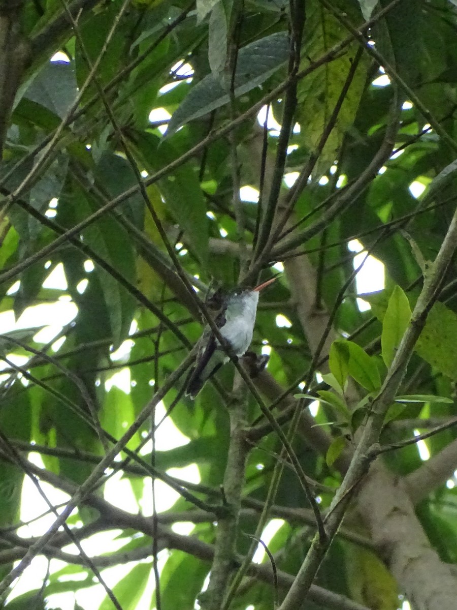 kolibřík andský - ML226739881