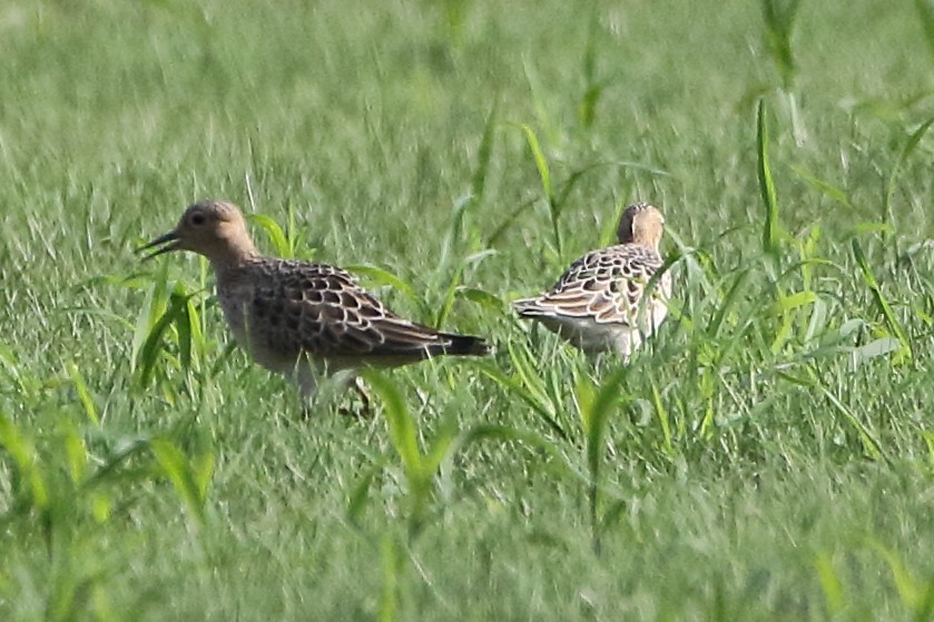 Buff-breasted Sandpiper - Mark L. Hoffman