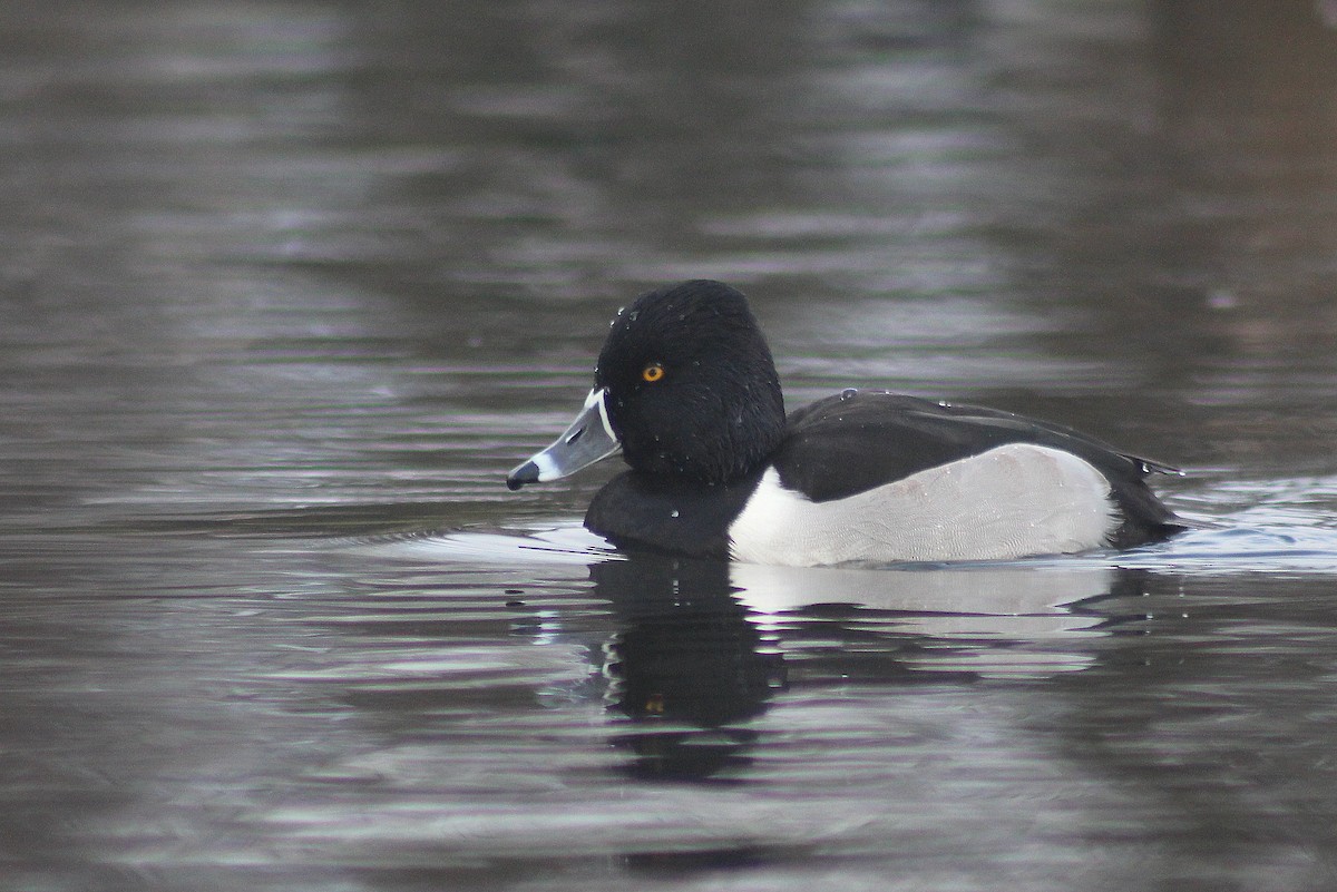 Ring-necked Duck - ML22674391