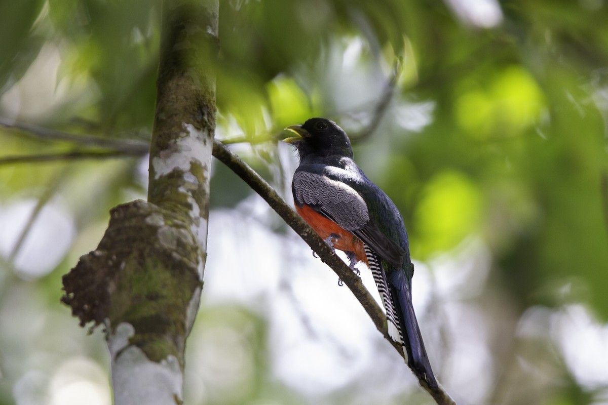 trogon modrotemenný - ML226743911