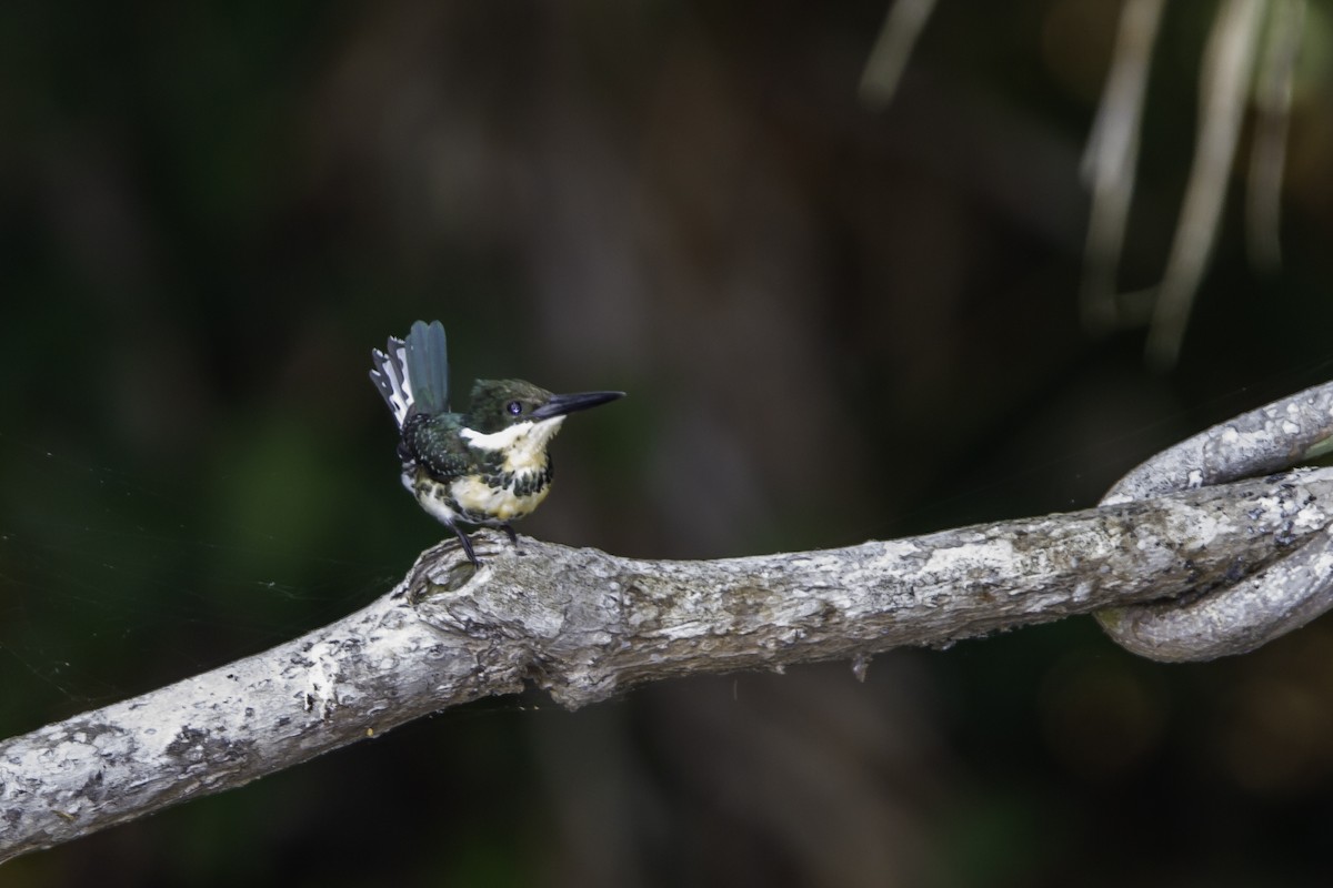 Green Kingfisher - ML226743961