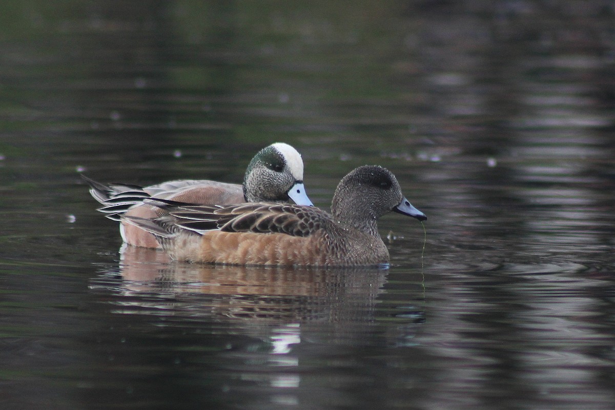 American Wigeon - ML22674401