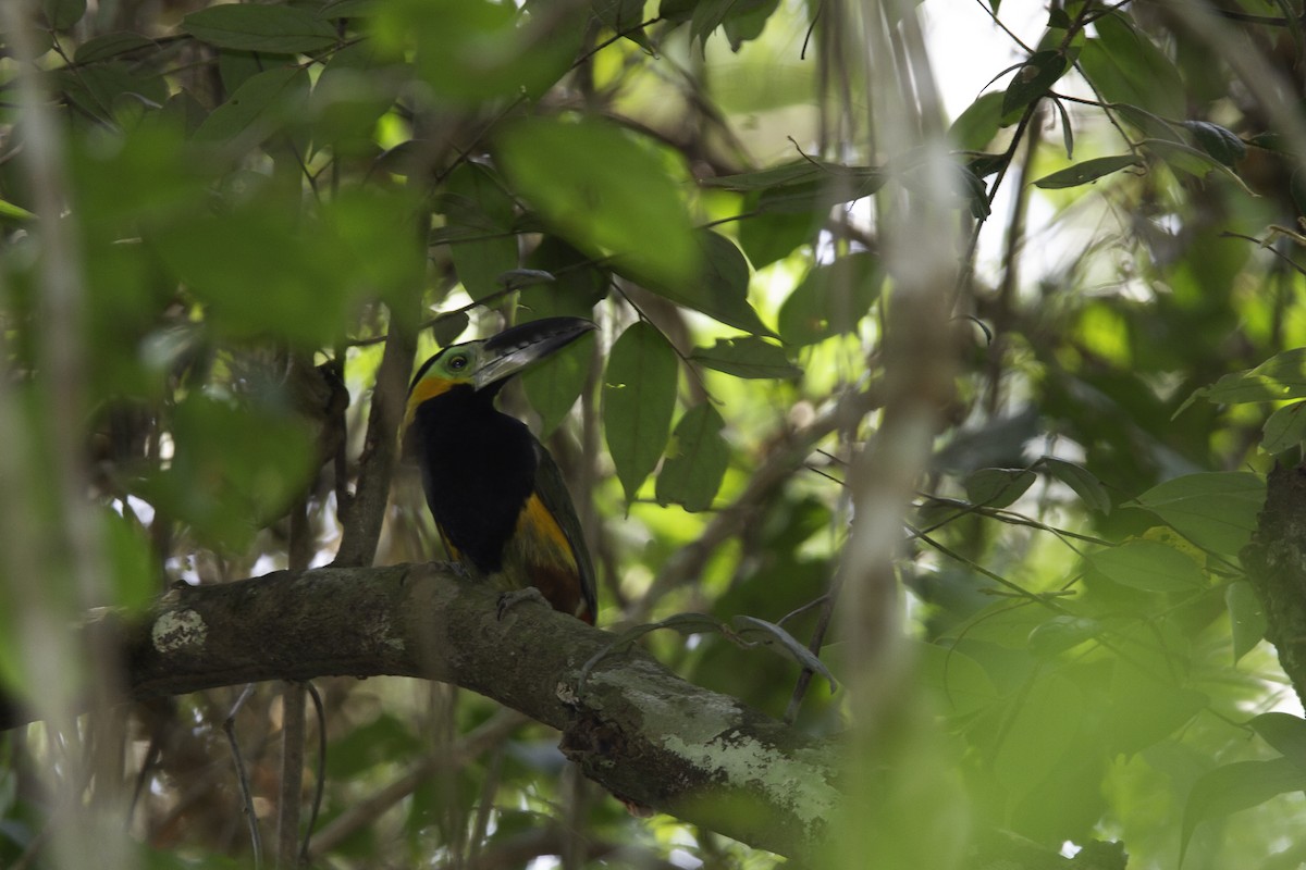 Golden-collared Toucanet - ML226744011