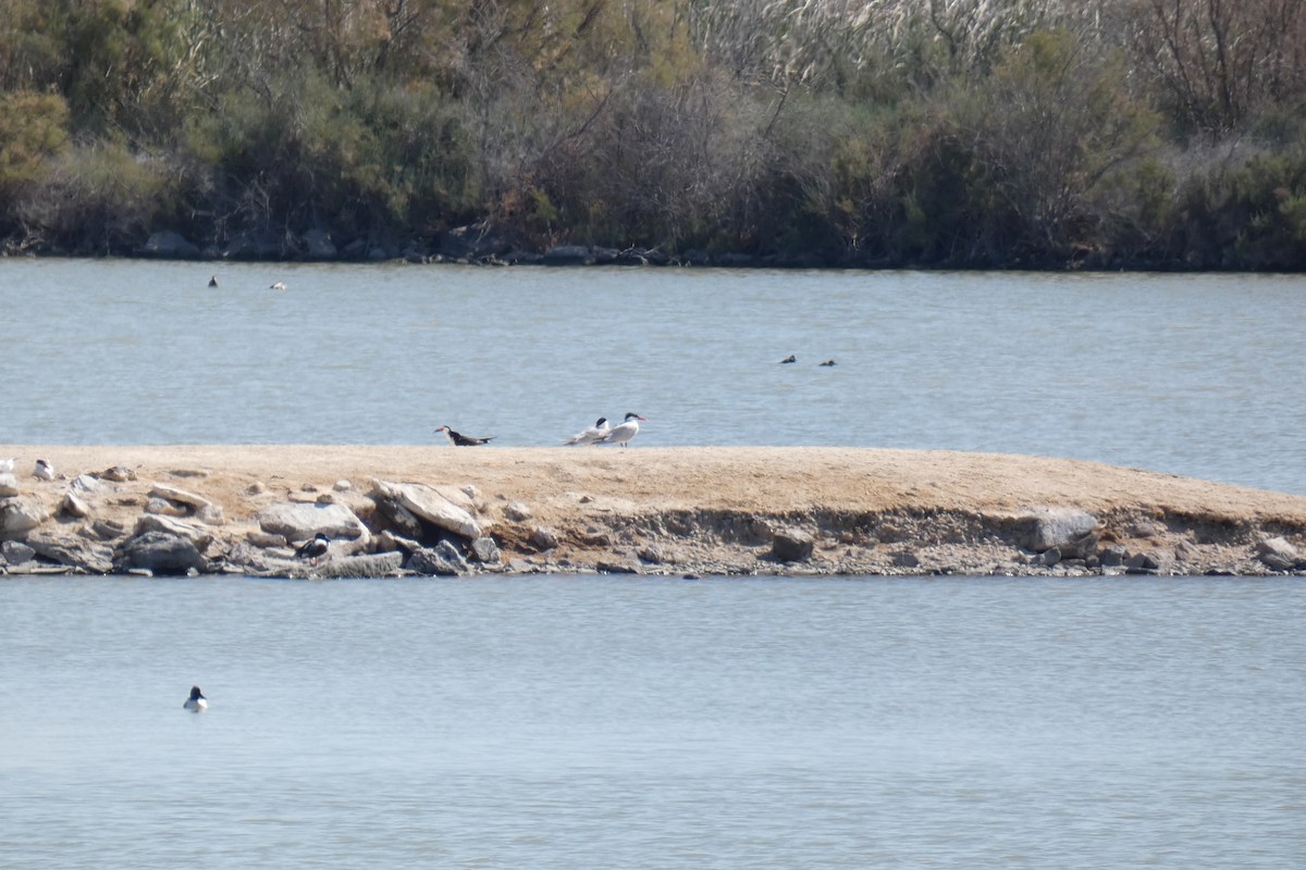 Caspian Tern - ML226744791