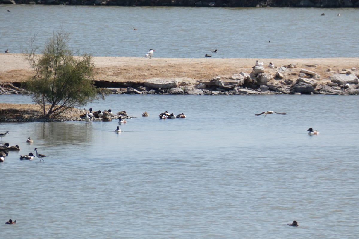 Caspian Tern - ML226744811