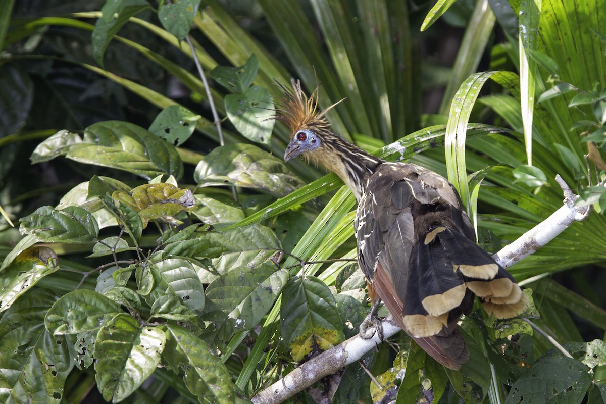 Hoatzin - ML226745311