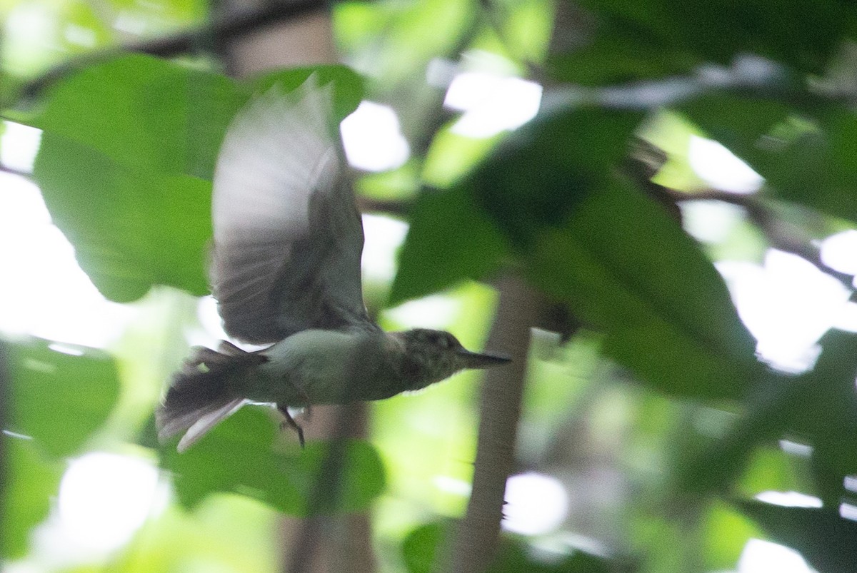 Society Kingfisher (Moorea) - ML226745591