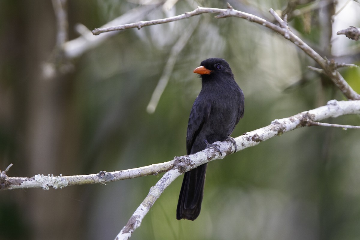 Black-fronted Nunbird - ML226745631