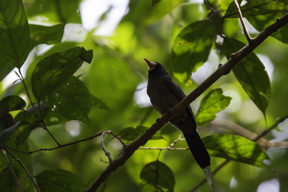 Weißstirn-Faulvogel - ML226745661