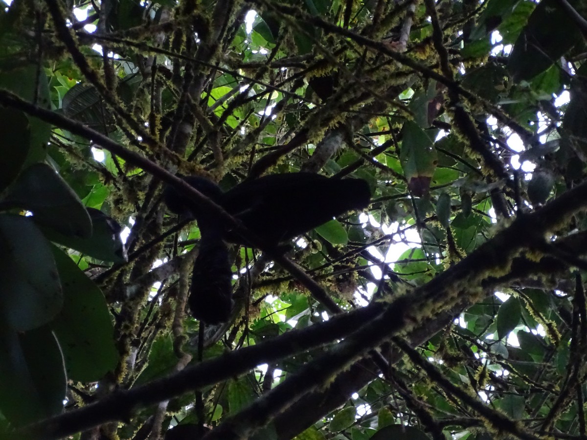 Long-wattled Umbrellabird - ML226745711