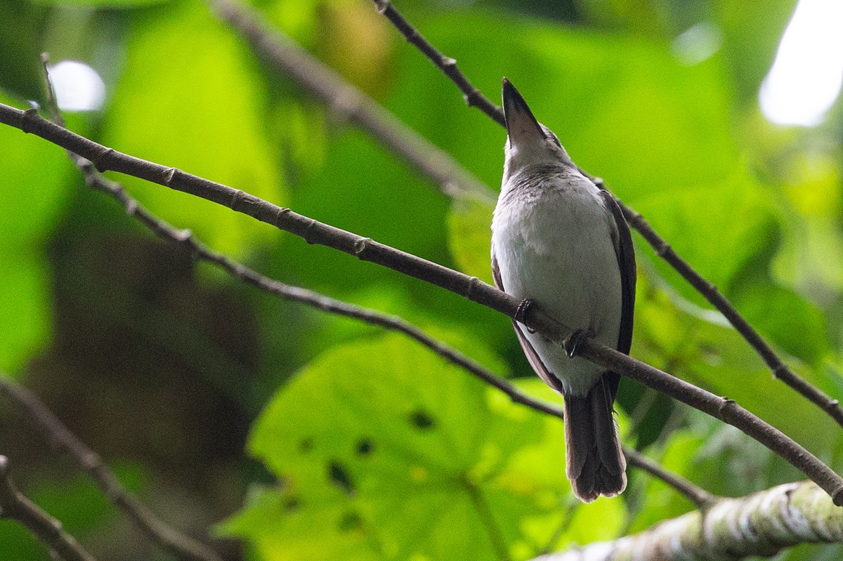 Society Kingfisher (Moorea) - ML226745751