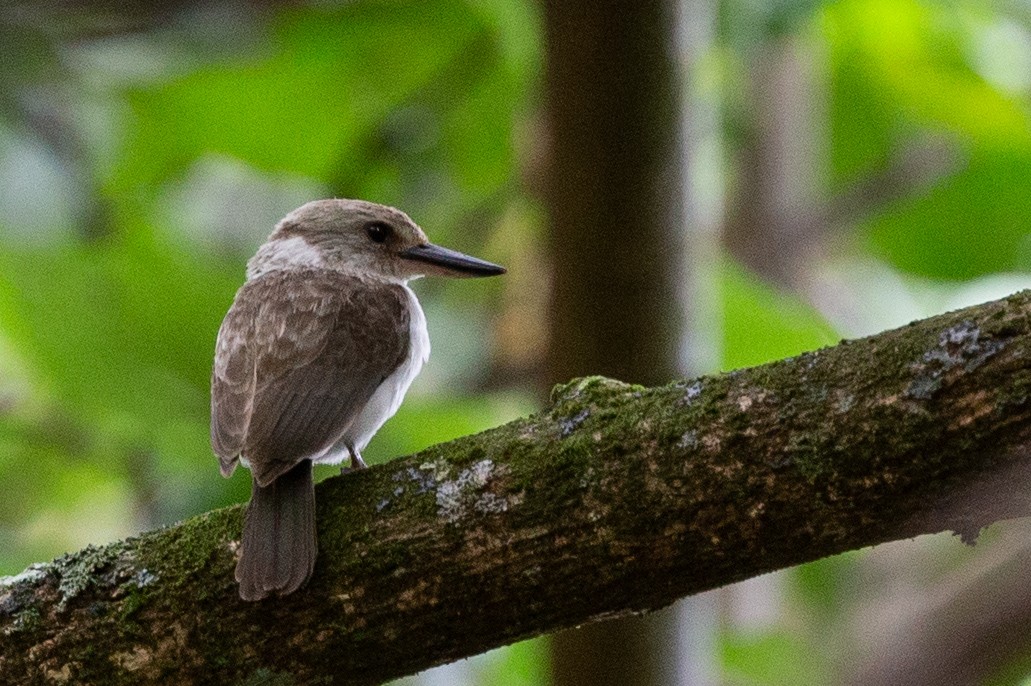 Society Kingfisher (Moorea) - ML226745841