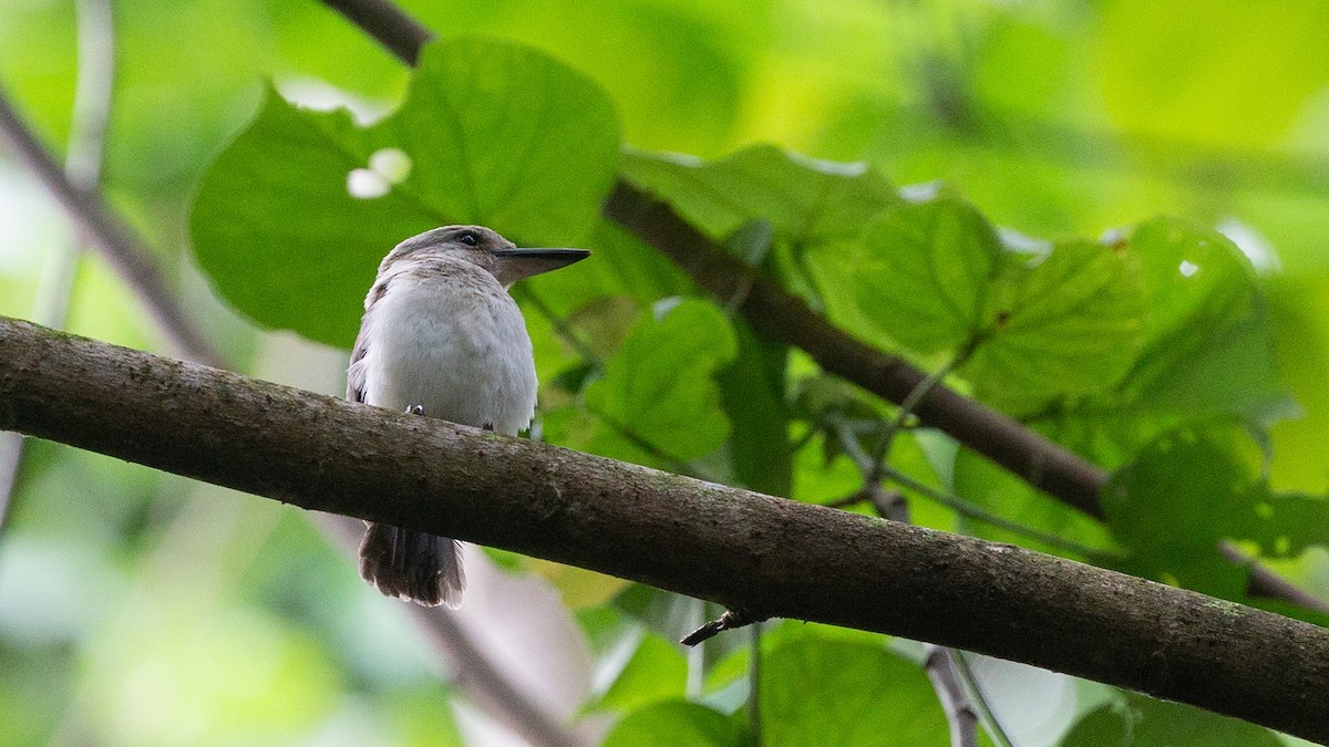 Society Kingfisher (Moorea) - ML226745851