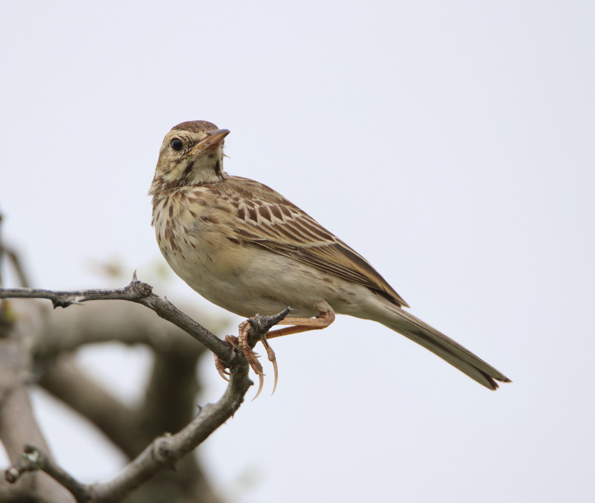 African Pipit - ML226745951