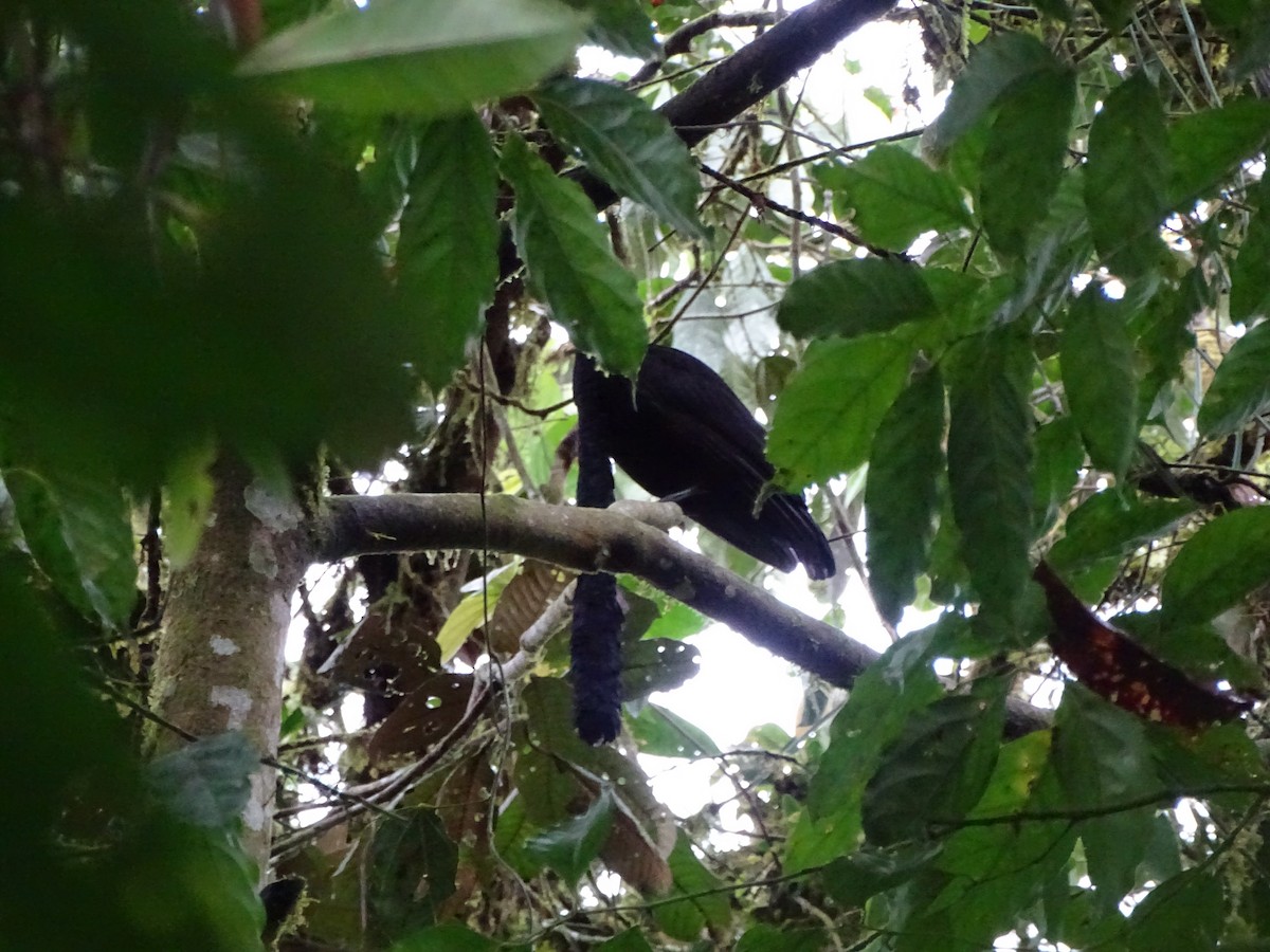 Long-wattled Umbrellabird - ML226746051