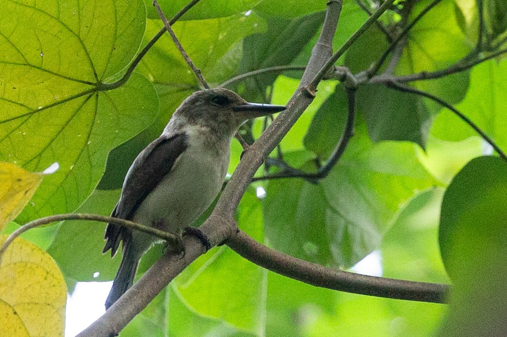 Society Kingfisher (Moorea) - ML226746111