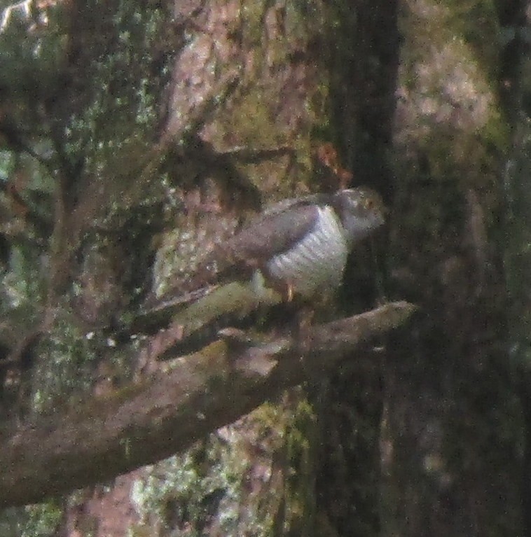 Lesser Cuckoo - ML226746881