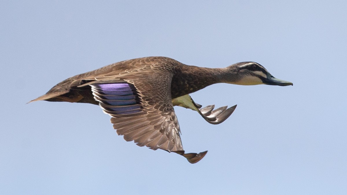 Pacific Black Duck - ML226747091