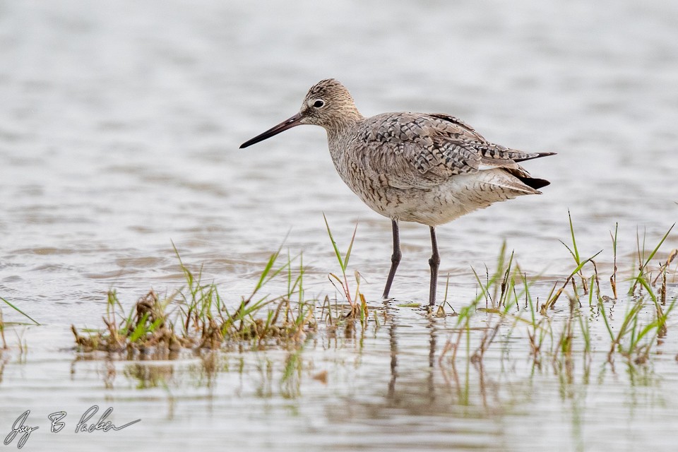 Willet (Western) - ML226748071